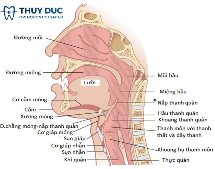 Giọng nói hình thành như thế nào? 1 Giọng nói hình thành như thế nào? 1