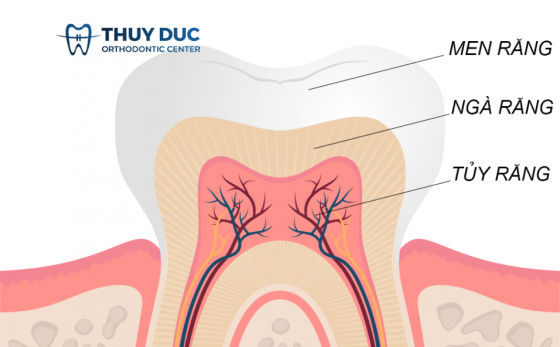 Men răng là gì? Có vai trò thế nào đối với sức khỏe răng miệng? 1 Men răng là gì? Có vai trò thế nào đối với sức khỏe răng miệng? 1