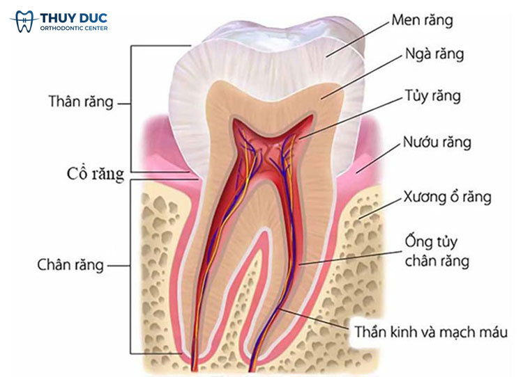 1. Cấu tạo chi tiết của răng thật 1 1. Cấu tạo chi tiết của răng thật 1