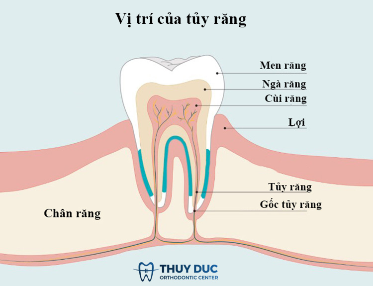 1. Tủy răng là gì? 1 1. Tủy răng là gì? 1