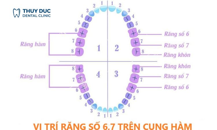 Vị trí, cấu tạo, chức năng của răng số 6, 7 1