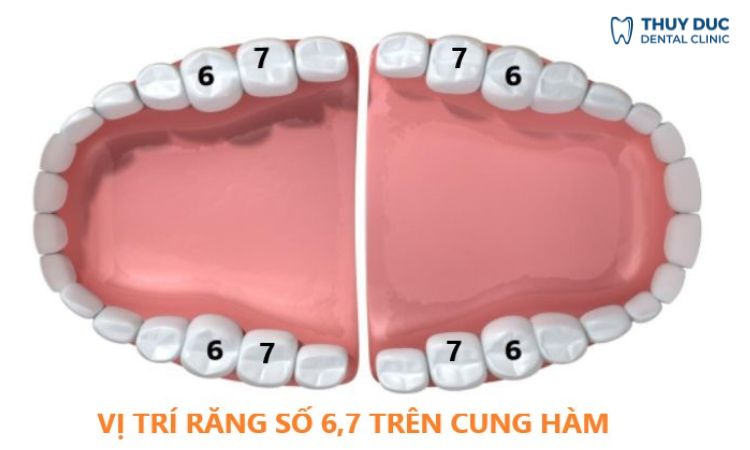 Vị trí, cấu tạo, vai trò của răng hàm số 6,7 1