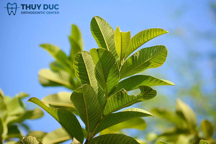 Sử dụng nước lá ổi non 1