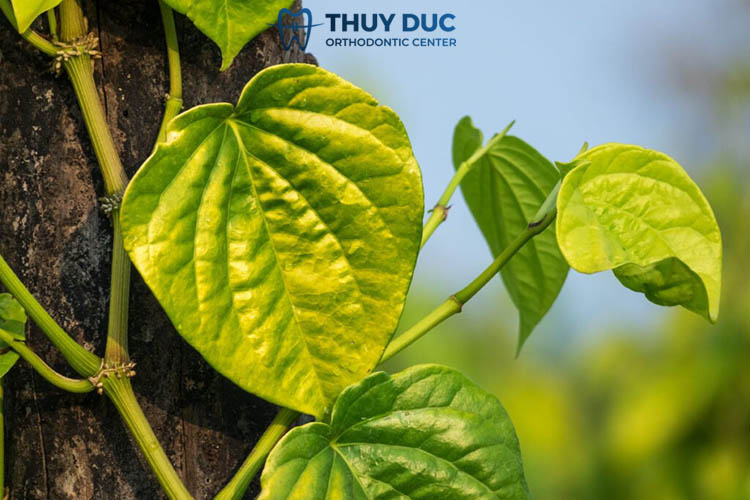 Sử dụng lá trầu không 1