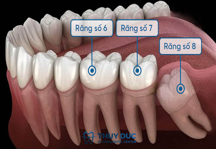 Vị trí và tầm quan trọng của răng số 7, răng số 8 1 Vị trí và tầm quan trọng của răng số 7, răng số 8 1