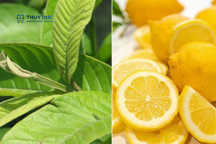 Các cách chữa sâu răng bằng lá ổi 2 Các cách chữa sâu răng bằng lá ổi 2